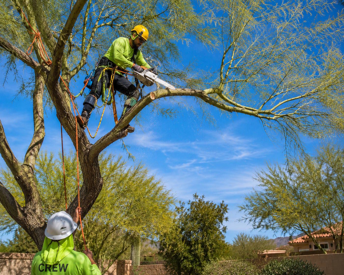 Web design and local SEO for tree service companies and certified arborists in the Tri-State area